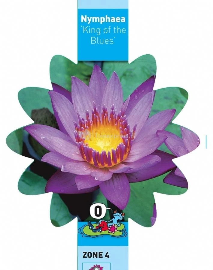 Tropische Blauwe Waterlelie (Nymphaea King Of The Blues) Waterlelie 5 Tropische Blauwe Waterlelie (Nymphaea King Of The Blues) Waterlelie - Afbeelding 3