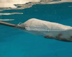 OASE Vuilopvangzak Voor Vijverstofzuiger Groot 7 OASE Vuilopvangzak Voor Vijverstofzuiger Groot -Goedkope Droom Vijver Winkel vuilopvangzak voor vijverstofzuiger 27756 2 0 629x499