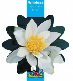 Witte Dwergwaterlelie (Nymphaea Pygmea Alba) Waterlelie -Goedkope Droom Vijver Winkel witte dwergwaterlelie nymphaea pygmea alba waterlelie 3 0 815x900