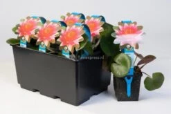 Bestsellers -Goedkope Droom Vijver Winkel witte dwergwaterlelie nymphaea tetragona waterlelie 2 0 900x600