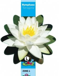 Witte Dwergwaterlelie (Nymphaea Tetragona) Waterlelie -Goedkope Droom Vijver Winkel witte dwergwaterlelie nymphaea tetragona waterlelie 3 0 707x900