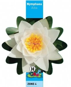 Witte Waterlelie (Nymphaea Alba) Waterlelie -Goedkope Droom Vijver Winkel witte waterlelie nymphaea alba waterlelie 3 0 744x900