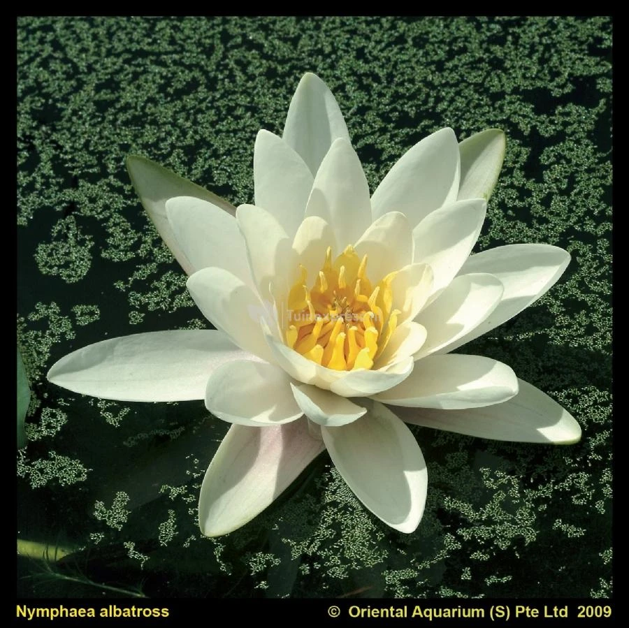 Witte Waterlelie (Nymphaea Albatros) Waterlelie 3 Witte Waterlelie (Nymphaea Albatros) Waterlelie