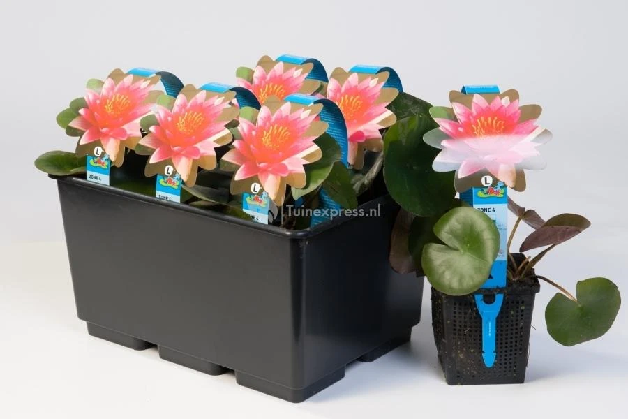 Witte Waterlelie (Nymphaea Albatros) Waterlelie 4 Witte Waterlelie (Nymphaea Albatros) Waterlelie - Afbeelding 2