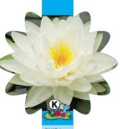 Witte Waterlelie (Nymphaea Albatros) Waterlelie 7 Witte Waterlelie (Nymphaea Albatros) Waterlelie -Goedkope Droom Vijver Winkel witte waterlelie nymphaea albatros waterlelie 3 0 831x893