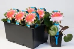 Goedkope Droom Vijver Winkel -Goedkope Droom Vijver Winkel witte waterlelie nymphaea gladstoniana waterlelie 2 0 900x600