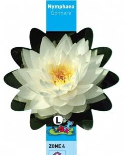 Witte Waterlelie (Nymphaea Gonnere) Waterlelie -Goedkope Droom Vijver Winkel witte waterlelie nymphaea gonnere waterlelie 3 0 730x900