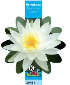 Witte Waterlelie (Nymphaea Marliacea Albida) Waterlelie -Goedkope Droom Vijver Winkel witte waterlelie nymphaea marliacea albida waterlelie 3 0 744x900