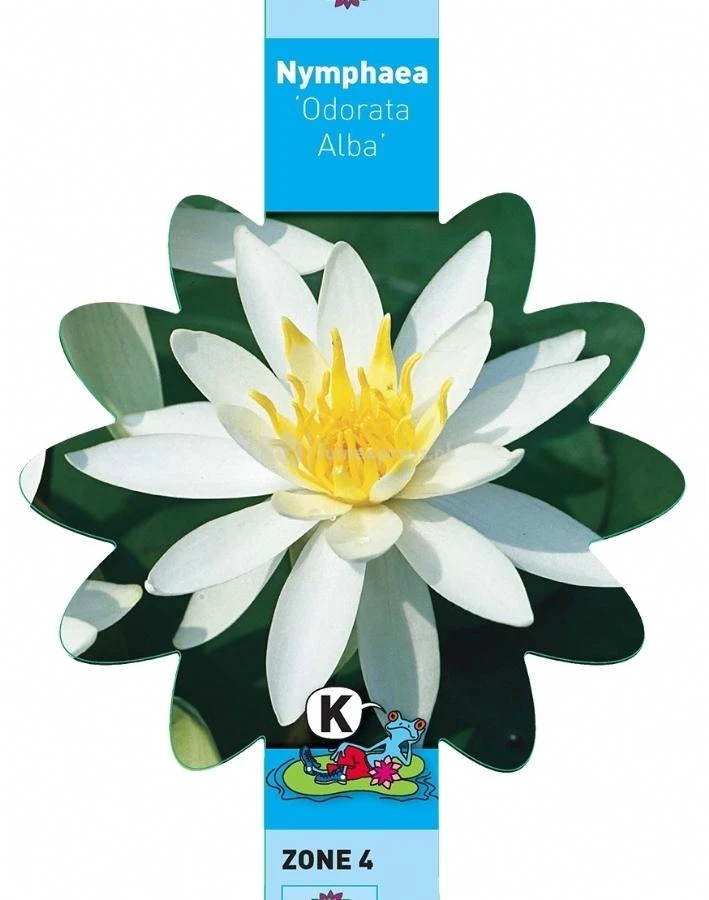Witte Waterlelie (Nymphaea Odorata Alba) Waterlelie 5 Witte Waterlelie (Nymphaea Odorata Alba) Waterlelie - Afbeelding 3