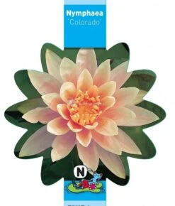 Zalmroze Waterlelie (Nymphaea Colorado) Waterlelie -Goedkope Droom Vijver Winkel zalmroze waterlelie nymphaea colorado waterlelie 3 0 767x900