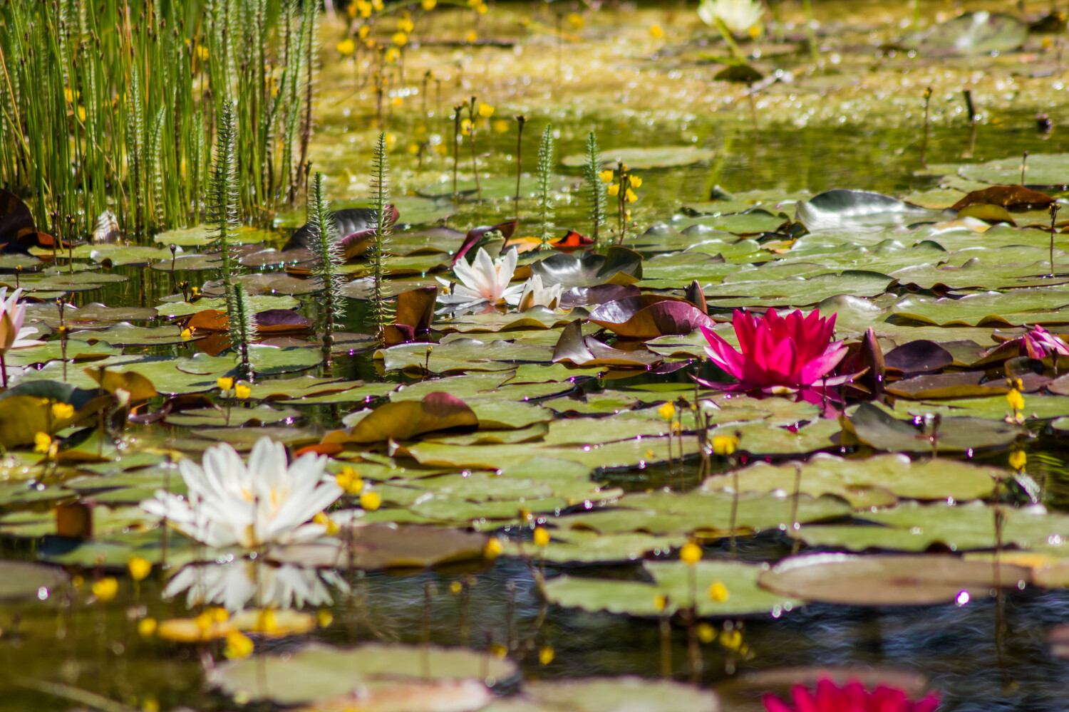 Goedkope Droom Vijver Winkel -Goedkope Droom Vijver Winkel herhrrt 2