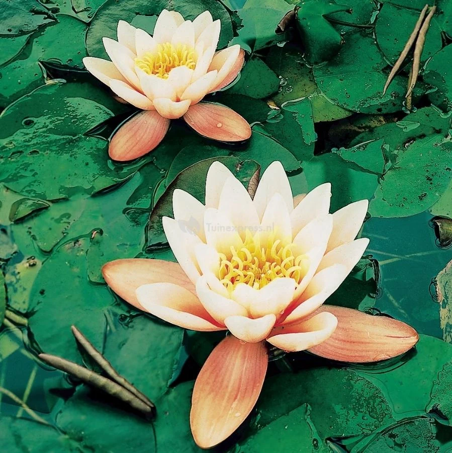 Goedkope Droom Vijver Winkel -Goedkope Droom Vijver Winkel oranje waterlelie nymphaea aurora waterlelie 1